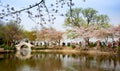 China Wuxi Shantou Cherry Blossom Festival