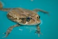 Toad Royalty Free Stock Photo