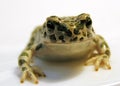 Toad Royalty Free Stock Photo