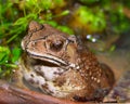 Toad Royalty Free Stock Photo