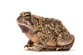Toad Royalty Free Stock Photo