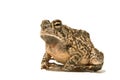 Toad Royalty Free Stock Photo