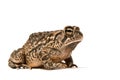Toad Royalty Free Stock Photo