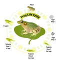 The life cycle of frogs, amphibians,Insects are their food.