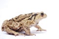 Toad Royalty Free Stock Photo