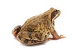 Toad Royalty Free Stock Photo