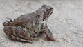 Toad Royalty Free Stock Photo