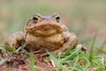 Toad Royalty Free Stock Photo