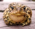 Toad