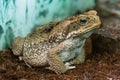 Toad Aga close-up macro Royalty Free Stock Photo