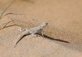 Toad agama in Kyzyl desert, Uzbekistan