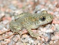 Toad.(Alytes obstetricans) Royalty Free Stock Photo