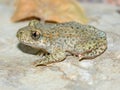 Toad.(Alytes obstetricans) Royalty Free Stock Photo