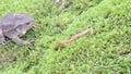 Toad amphibia sit moss worm earthworm food crawl