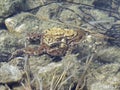 .Toad with baby underwater