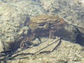 .Toad with baby underwater