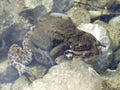 Toad with baby underwater