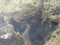 Toad with baby underwater