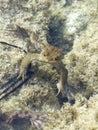 Toad with baby underwater