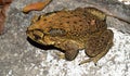 Toad (back body focused) Royalty Free Stock Photo