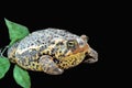 Toad With Black Background Royalty Free Stock Photo