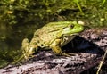 Toad Royalty Free Stock Photo