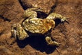 Toad on the bottom of the river Royalty Free Stock Photo