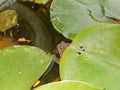 Toad brown in the pond with water lily leaf Royalty Free Stock Photo