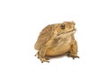 Toad,Bufo bufo (Common Toad) Royalty Free Stock Photo