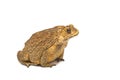 Toad,Bufo bufo (Common Toad) Royalty Free Stock Photo