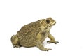 Toad,Bufo bufo (Common Toad) Royalty Free Stock Photo