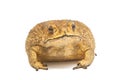 Toad,Bufo bufo (Common Toad) Royalty Free Stock Photo