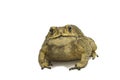 Toad,Bufo bufo (Common Toad) Royalty Free Stock Photo