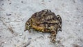 Common toad Bufo bufo closeup Royalty Free Stock Photo