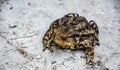 Common toad Bufo bufo closeup Royalty Free Stock Photo