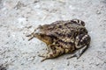 Common toad Bufo bufo closeup Royalty Free Stock Photo