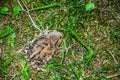 Common toad Bufo bufo closeup Royalty Free Stock Photo