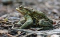 Toad Bufo Bufo is a frog native to sandy and heathland areas of Europe