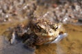 Toad, Bufo bufo