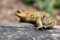 Toad Bufo Bufo is a frog native to sandy and heathland areas of Europe Royalty Free Stock Photo