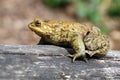 Toad Bufo Bufo is a frog native to sandy and heathland areas of Europe