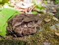 Toad (Bufo gargarizans) 1 Royalty Free Stock Photo