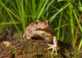 Toad (Bufo gargarizans) 10 Royalty Free Stock Photo