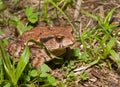 Toad (Bufo gargarizans) 17 Royalty Free Stock Photo