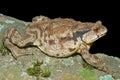 Toad (Bufo gargarizans) 26 Royalty Free Stock Photo
