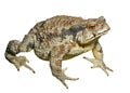 Toad (Bufo gargarizans) 29 Royalty Free Stock Photo