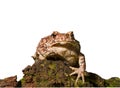 Toad (Bufo gargarizans) 3 Royalty Free Stock Photo