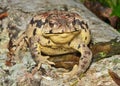 Toad (Bufo gargarizans) 30 Royalty Free Stock Photo