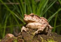 Toad (Bufo gargarizans) 8 Royalty Free Stock Photo
