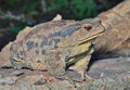 Toad (Bufo gargarizans) 28 Royalty Free Stock Photo